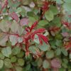 Winnipeg Parks Rose #5 - Image 2